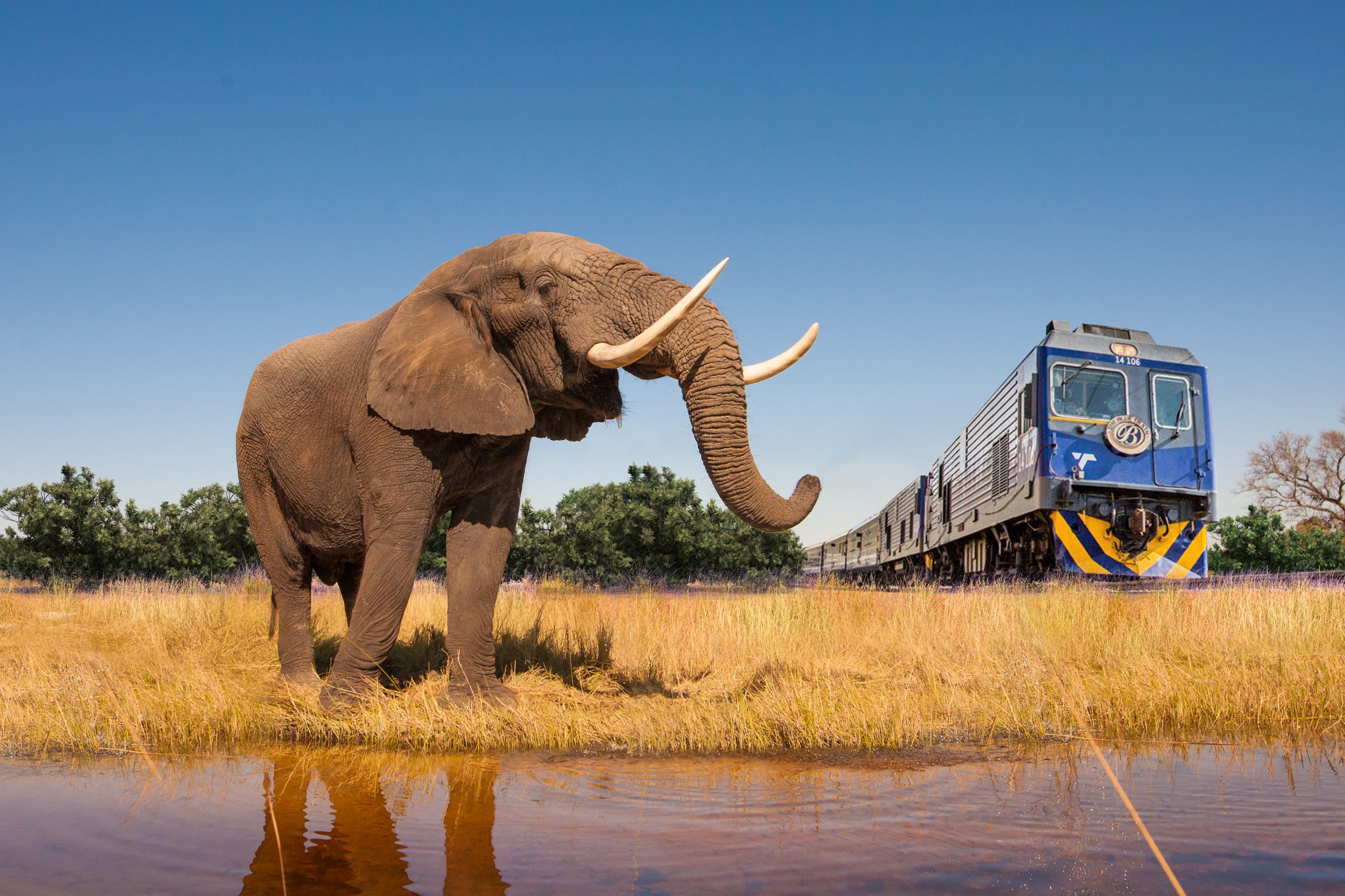 Elephant, Rail and Train