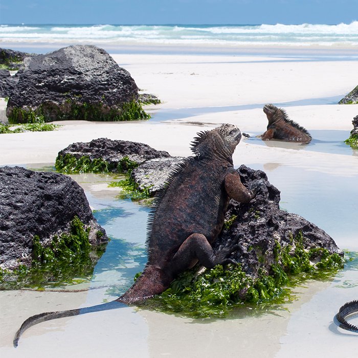 Galapagos