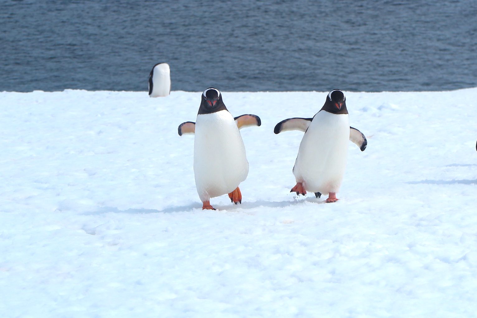 Best friends? | Viking Polaris Antarctic expedition | Cruise Passenger