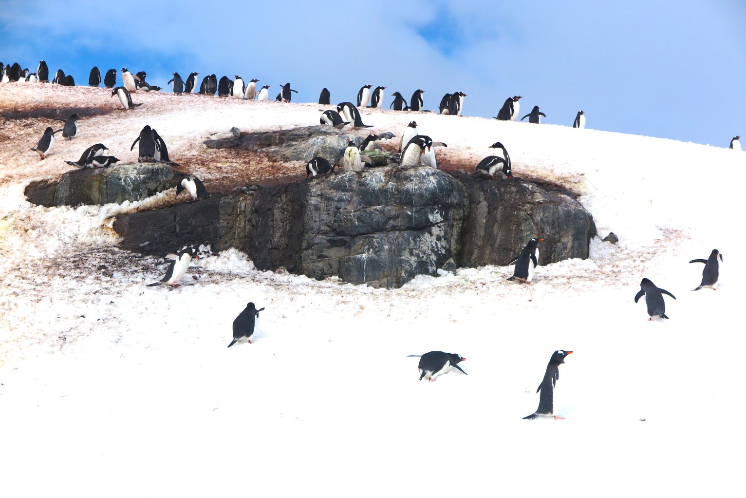 Perfect penguins | Viking Polaris Antarctic expedition | Cruise Passenger
