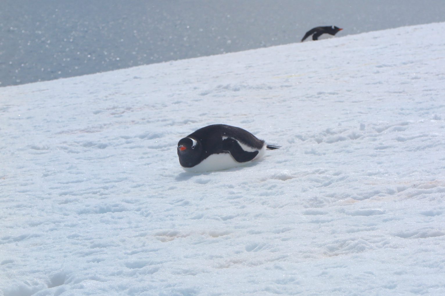 Belly Sliding | Viking Polaris Antarctic expedition | Cruise Passenger