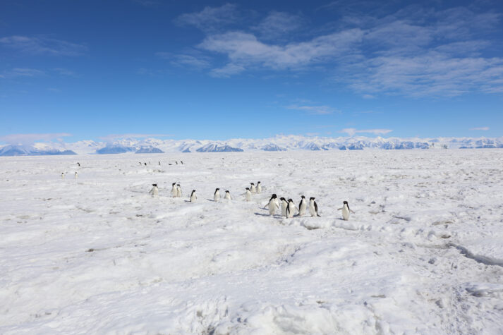 Adelie penguins on the sea ice in Cape Adare, Antarctica