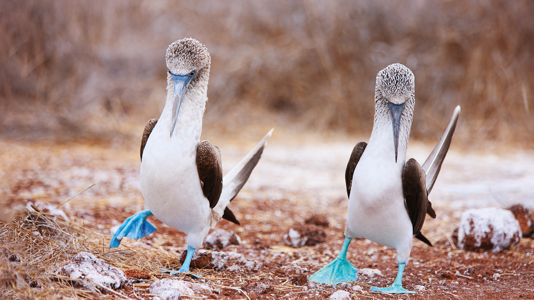 Blue footed boobies in the Galapagos.