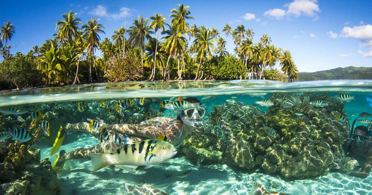 a person swimming in the water with fish