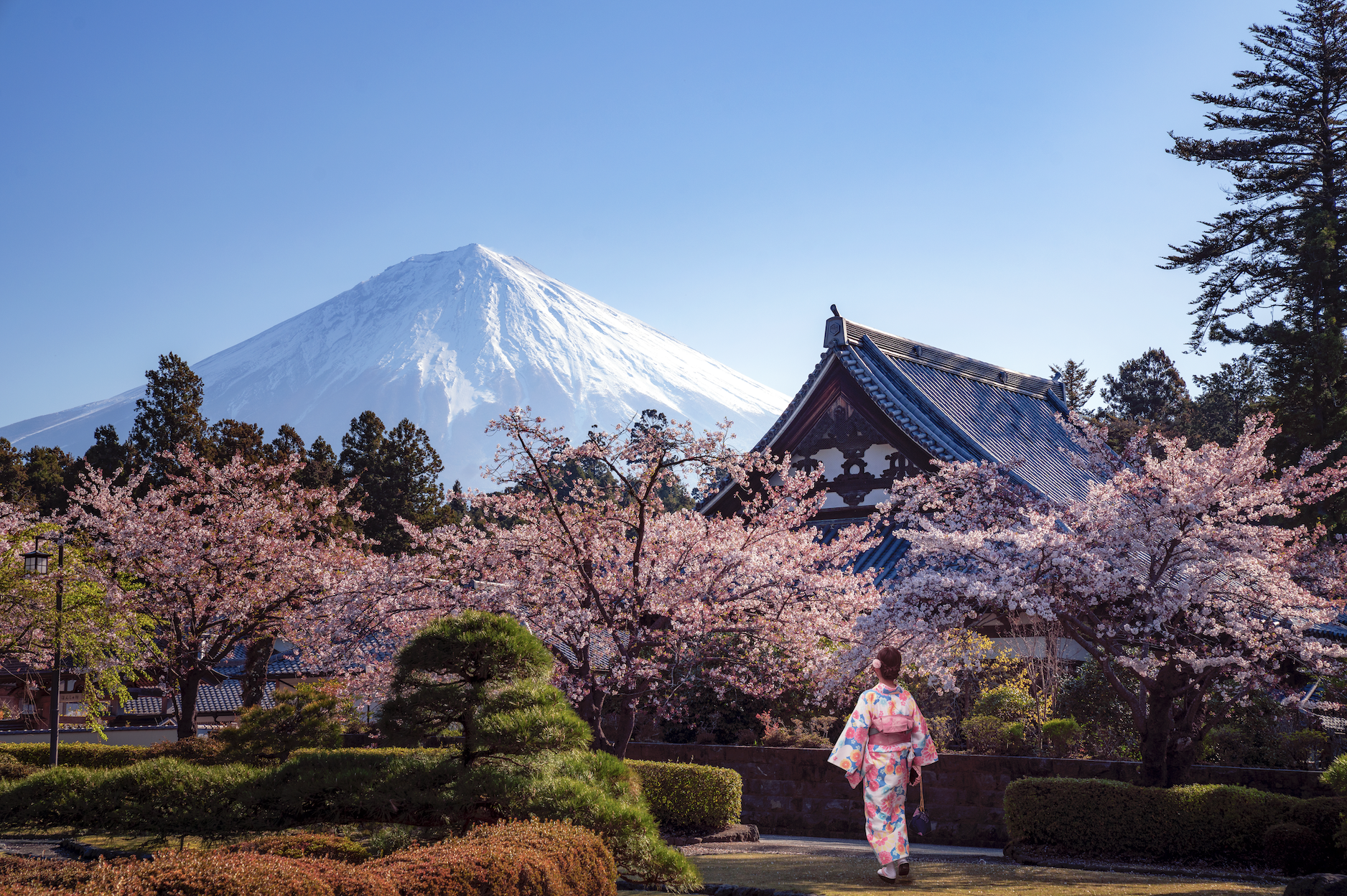 Mt. Fuji, cherry blossom, woman standing in a kimono