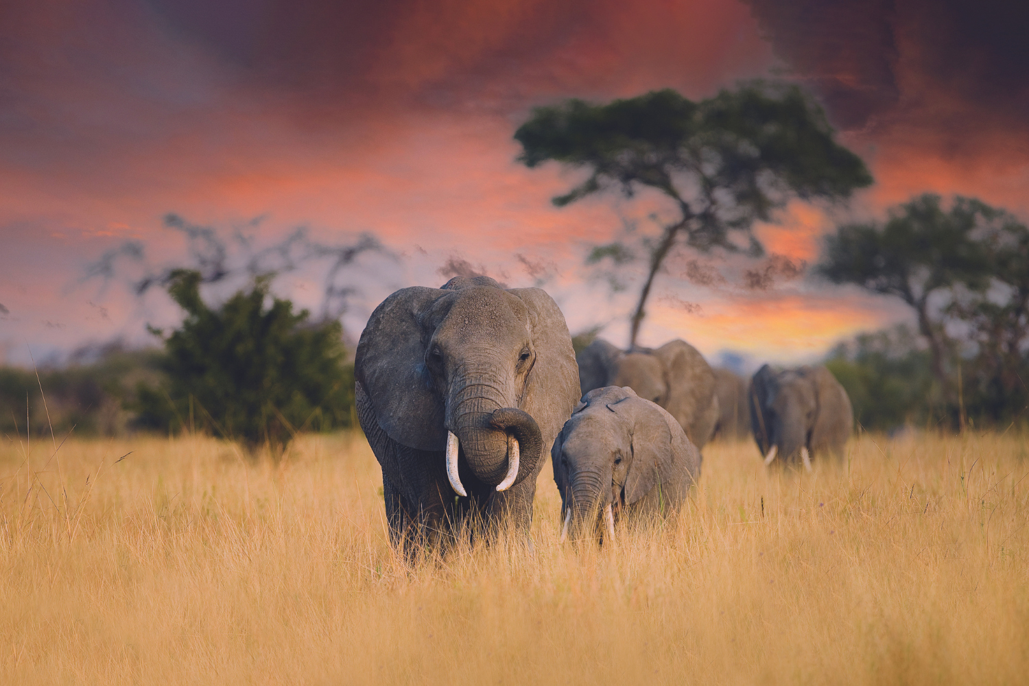A cruise safari is the best way to see a number of destinations with big game.