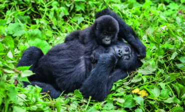 Mother and baby gorillas playing in wilderness