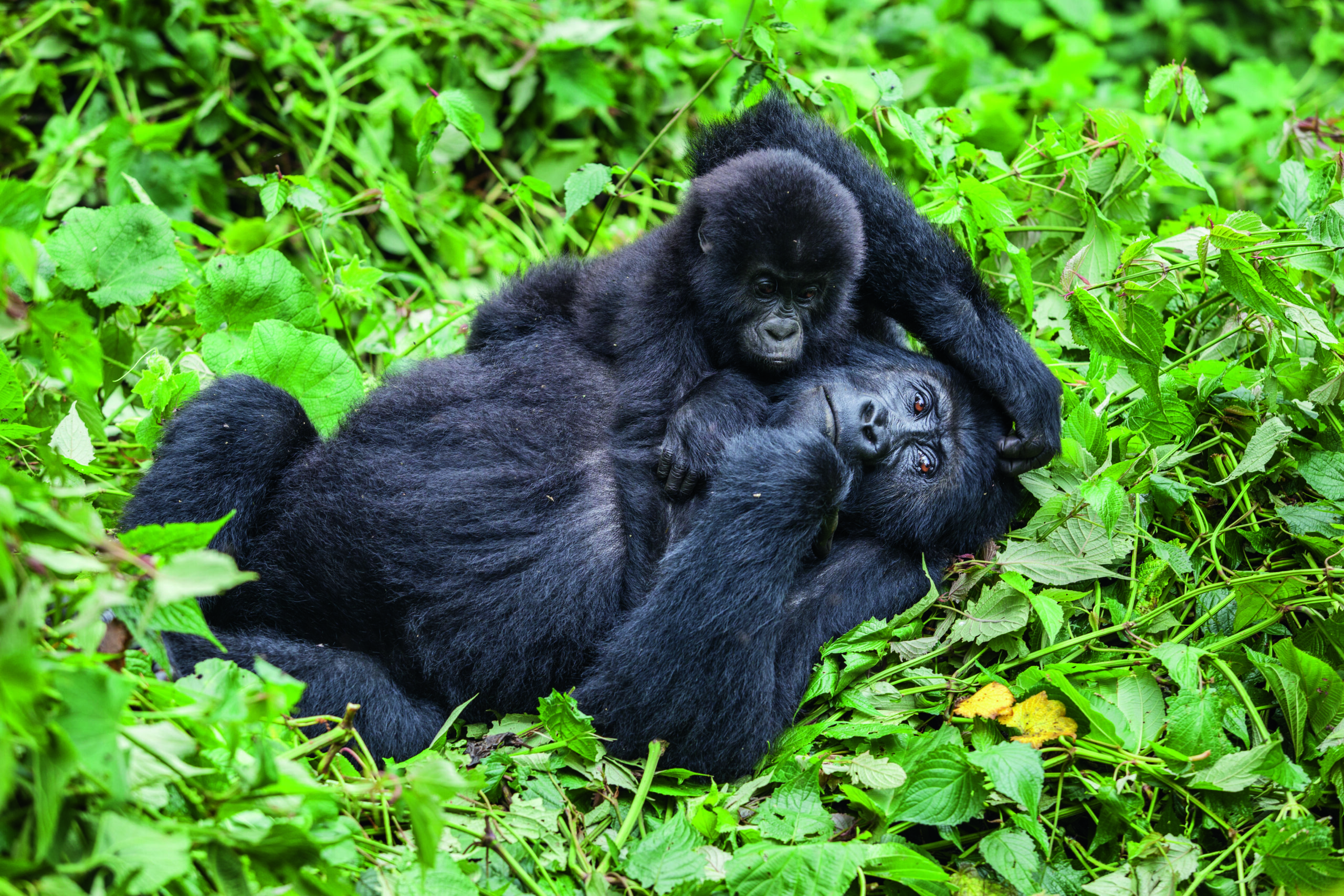 Mother and baby gorillas playing in wilderness