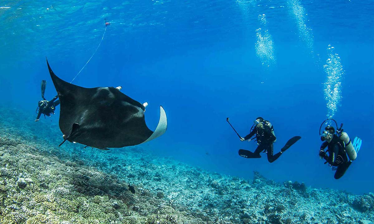Diving with Manta Rays Rangiroa 
