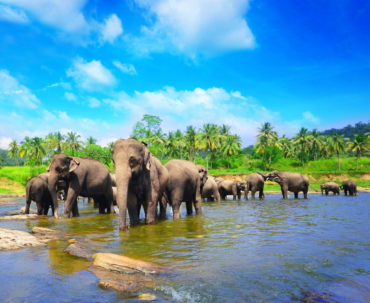 The Sri Lanka Pinnawala elephants are a sight to behold.