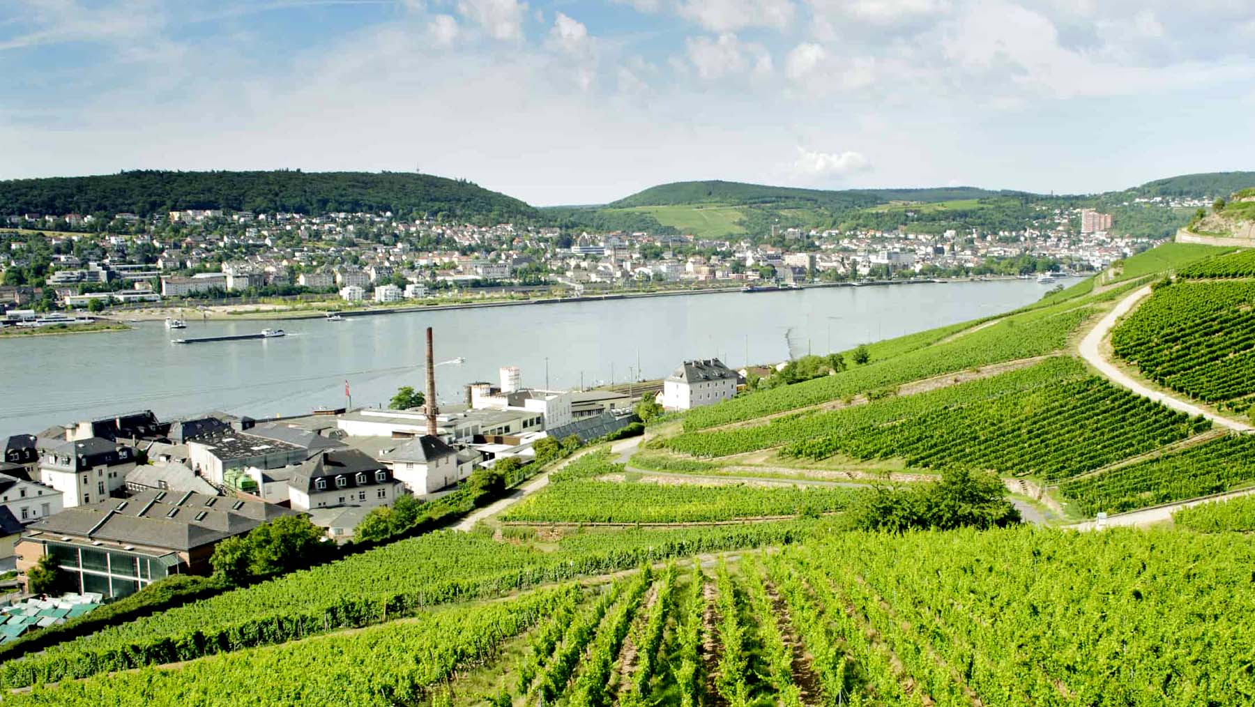 Rüdesheim Vineyard along the Rhine