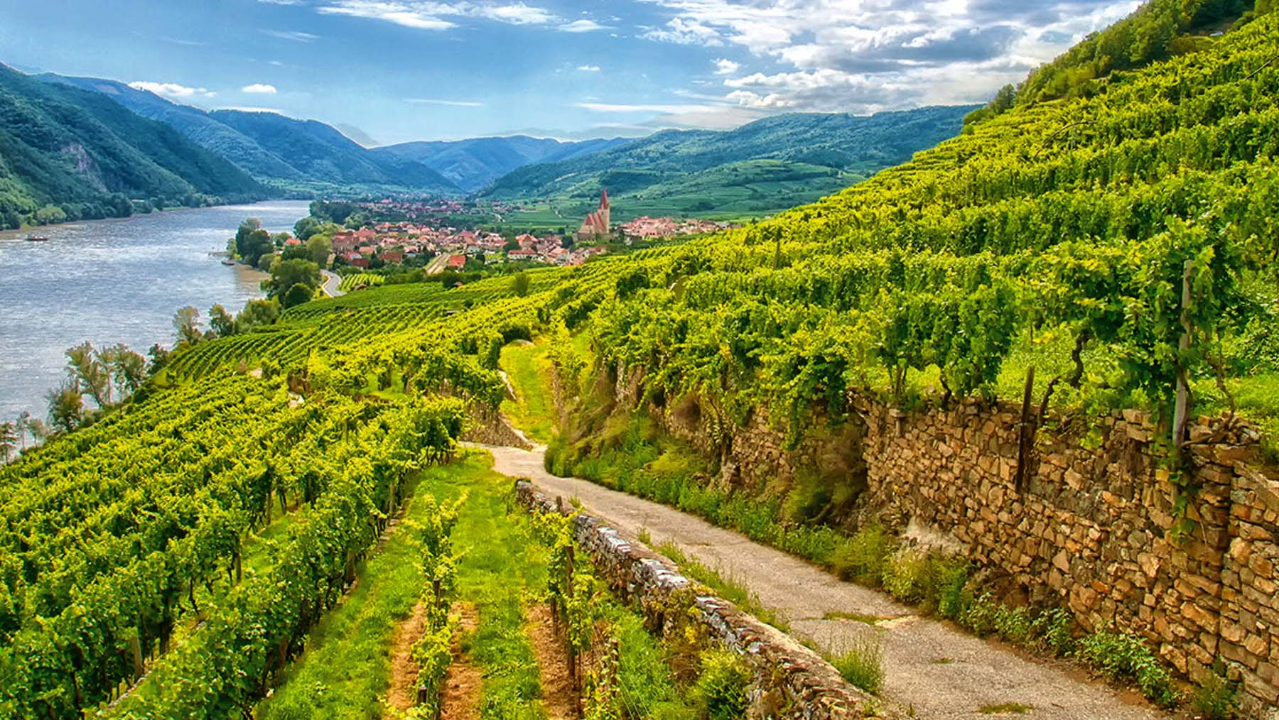 Vineyards along Danube River