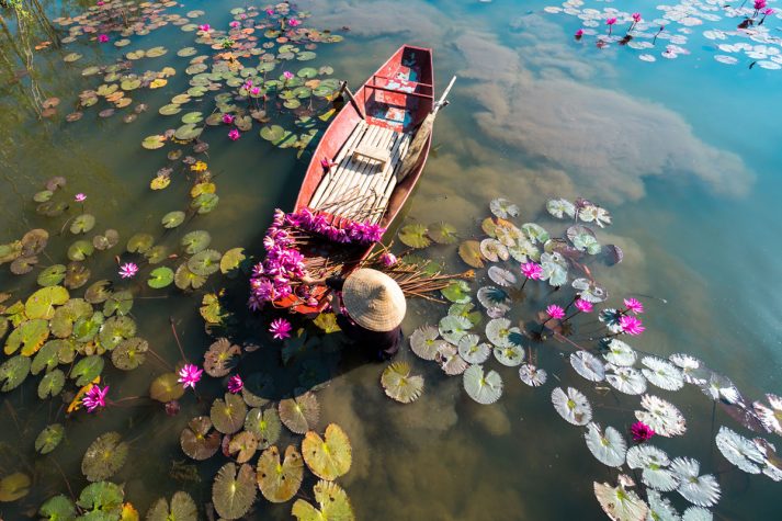 Harvesting water lilies on the Mekong