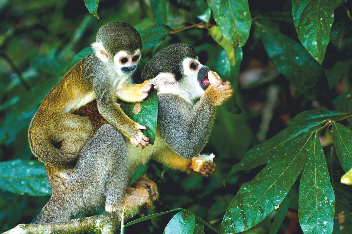 Capuchin monkeys in the Amazon