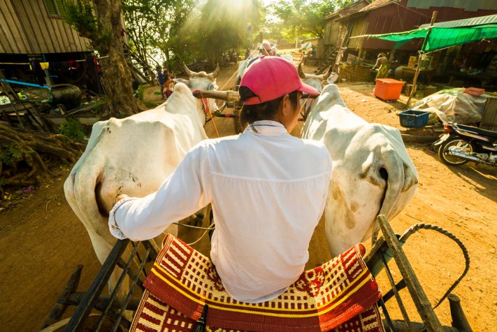 Ox cart ride in Kampong Tralach