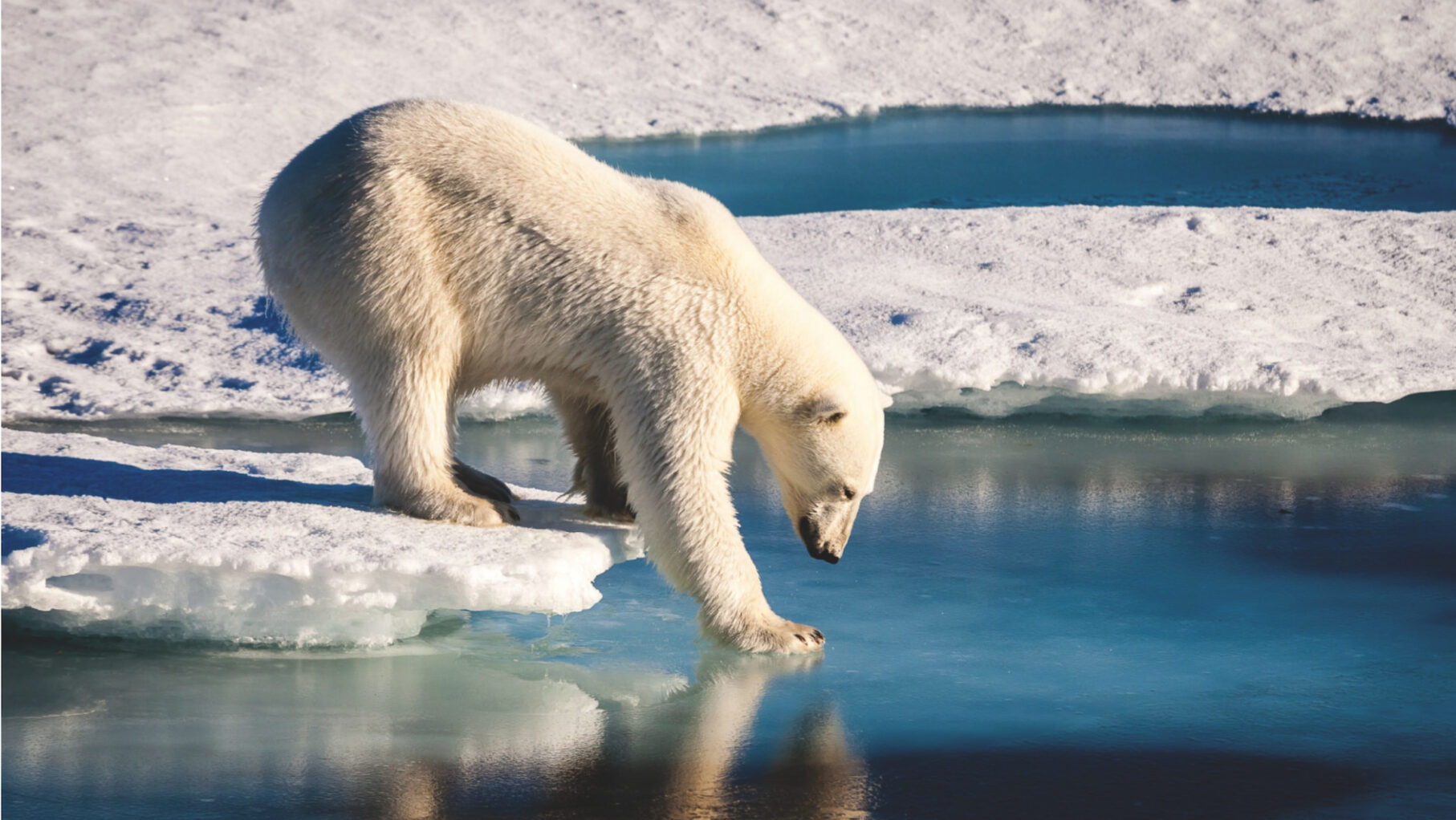 Polar Bear Walking On The Ice