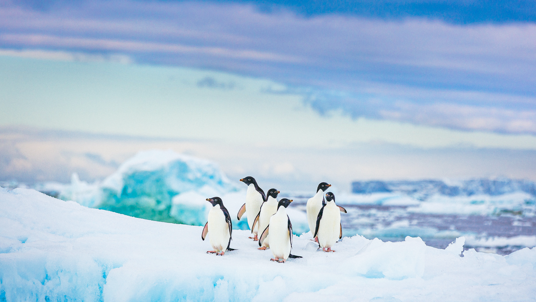 Six Adelie penguins sitting on the ice in Antarctica