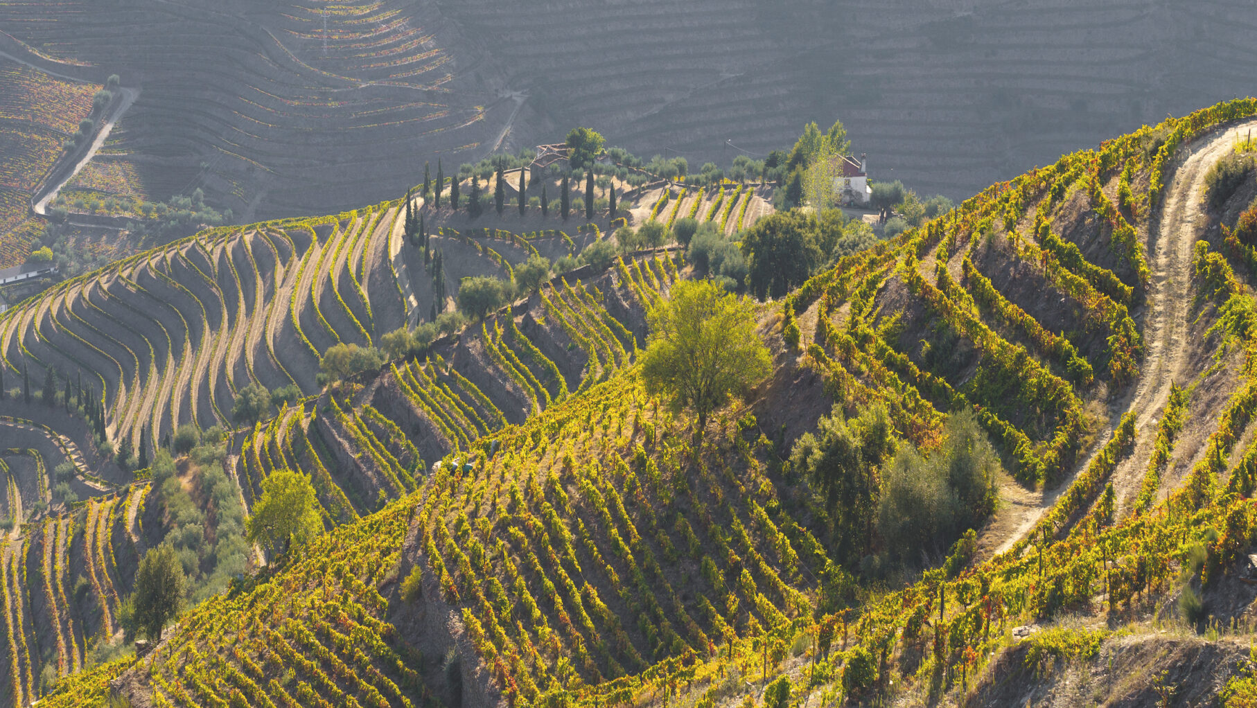 UNESCO World Heritage, the Douro Valley beautiful endless lines of Vineyards, in Peso da Regua, Vila Real, Portugal.