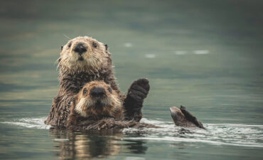 Sea otters in Kodiak Alaska replace bears