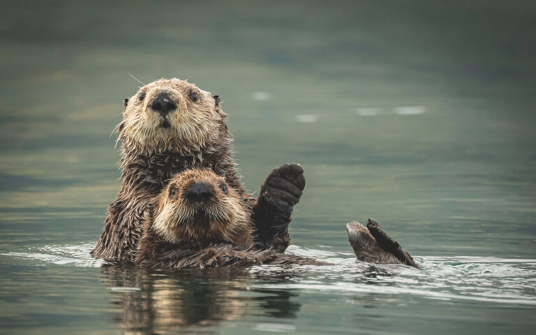Sea otters in Kodiak Alaska replace bears