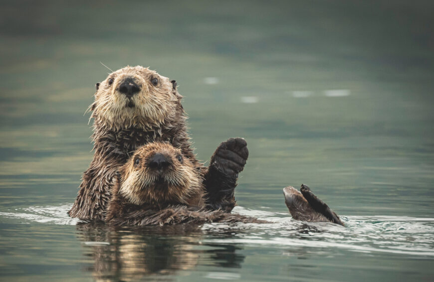Sea otters in Kodiak Alaska replace bears