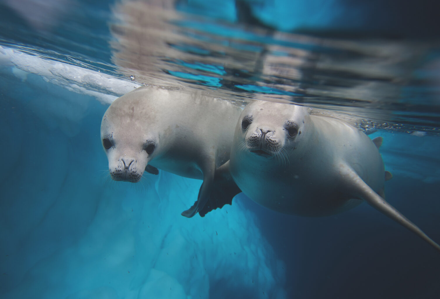 Two Diving Crabeater Seals