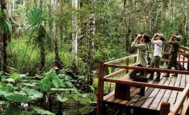 Abercrombie & Kent South America travellers looking for birds in the forest