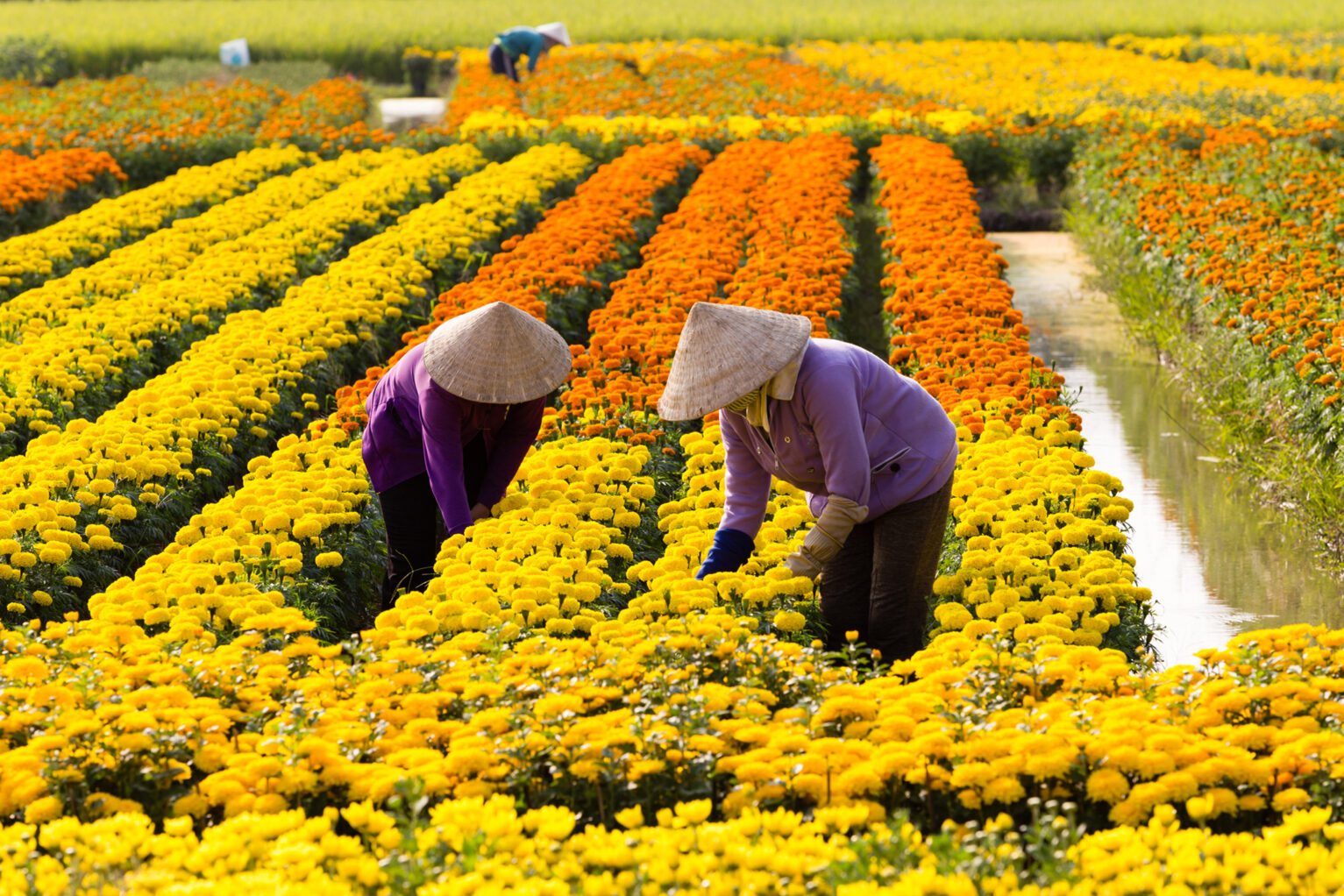 VietNamese woman with conical hat is harvesting flower, in SaDec, VietNam