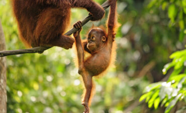 Sabah Orangutan Borne