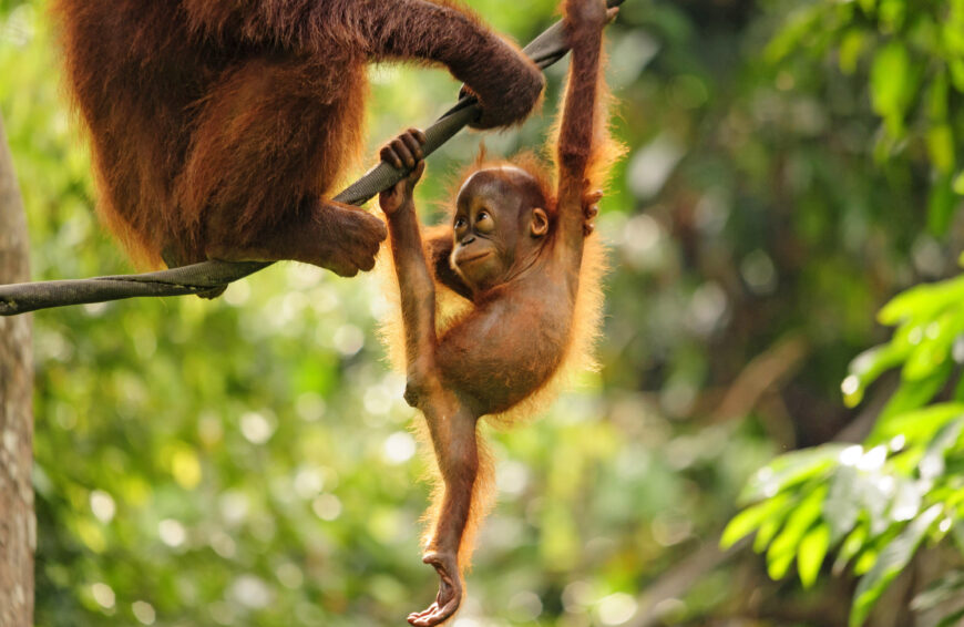 Sabah Orangutan Borne