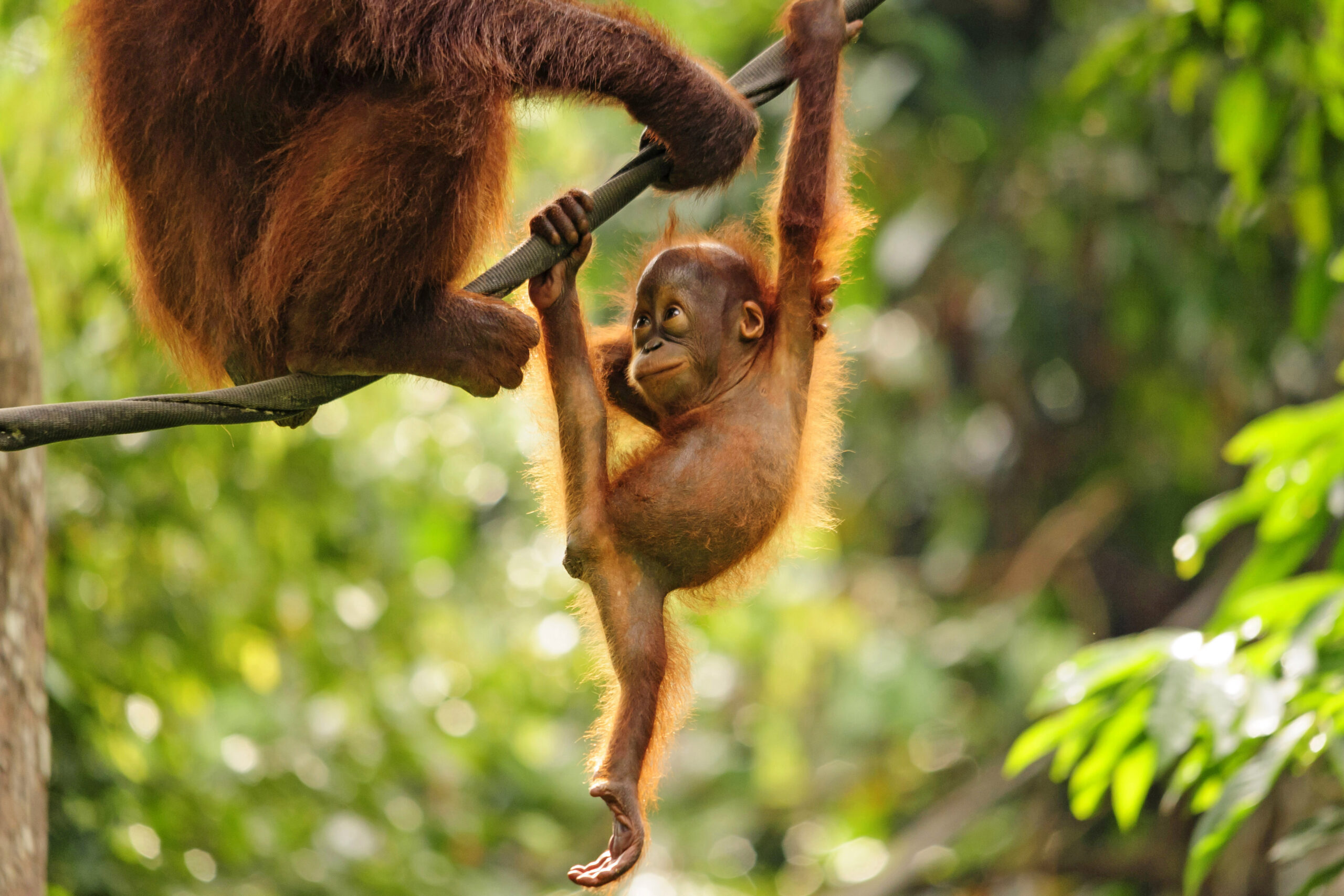 Sabah Orangutan Borne