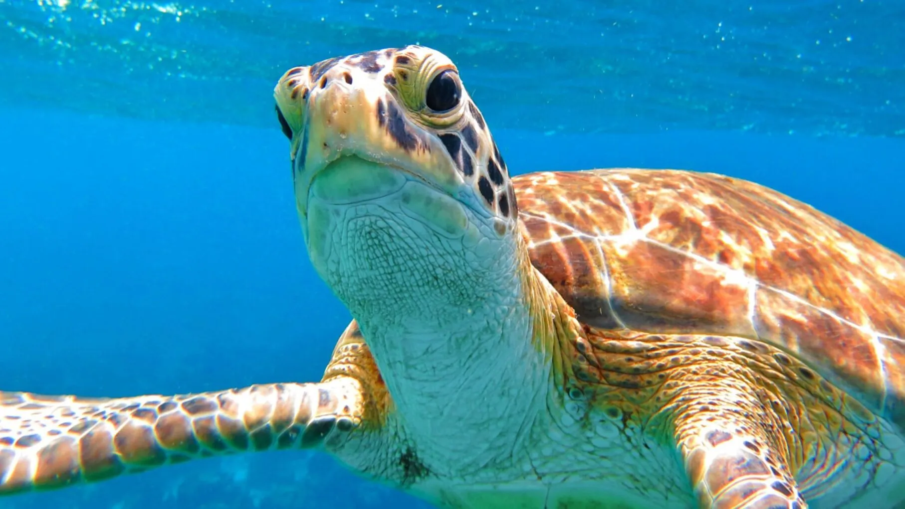 Snorkeling in Tobago Cays is a highlight with beautiful marine life