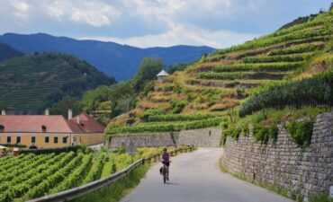 Bicycle tourist among vineyards in Austria Wachau wine region donauradweg bicycle way (Danube River Bicycle Route) near Spitz.