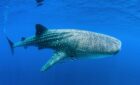 whale sharks
