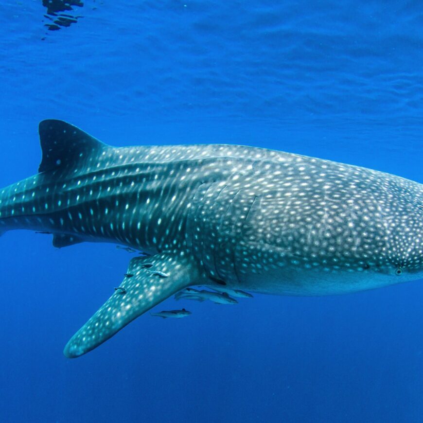 whale sharks