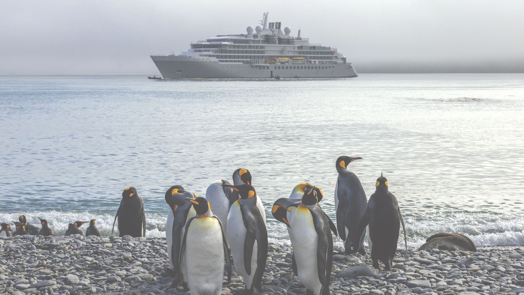 A group of penguins on a rocky beach with a cruise ship in the background.