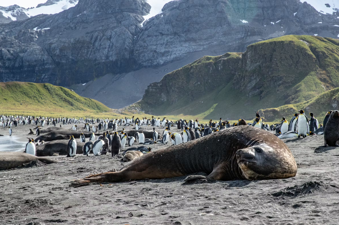 Elpehant seal spotting with Silversea