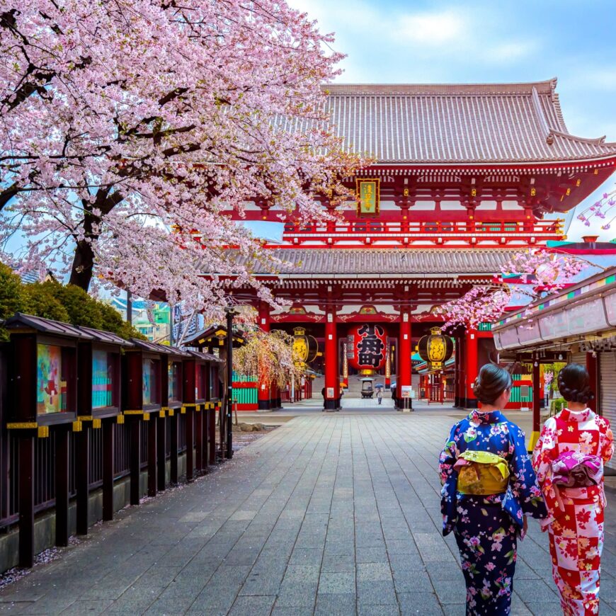 geisha women in japan with cherry blossom tree