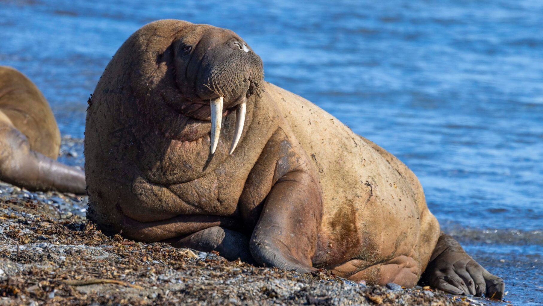 A walrus sunning itself