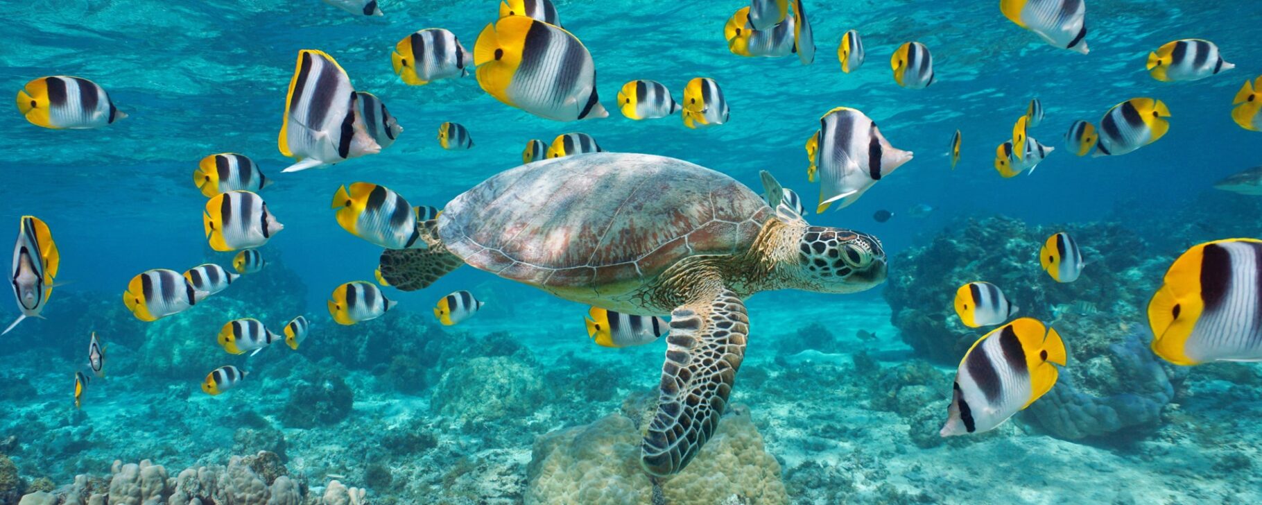 A turtle in the South Pacific