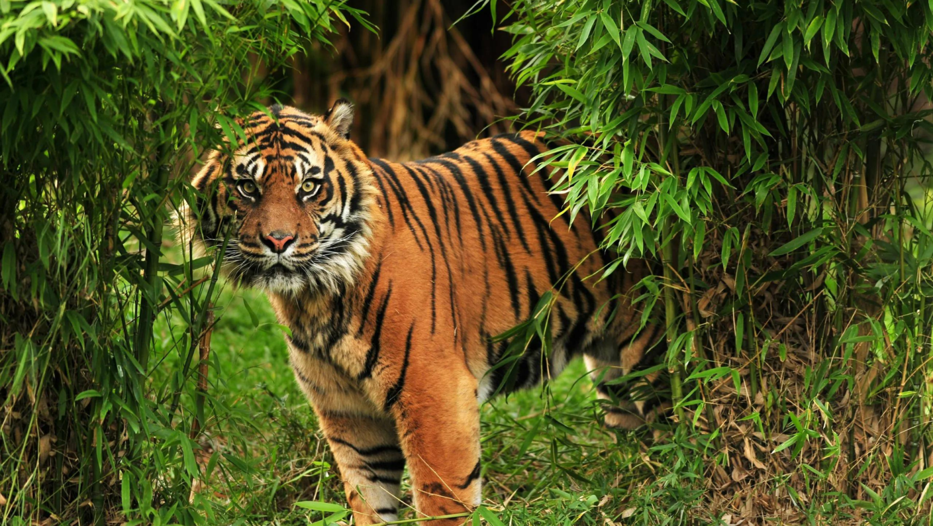 Bengal Tiger in India