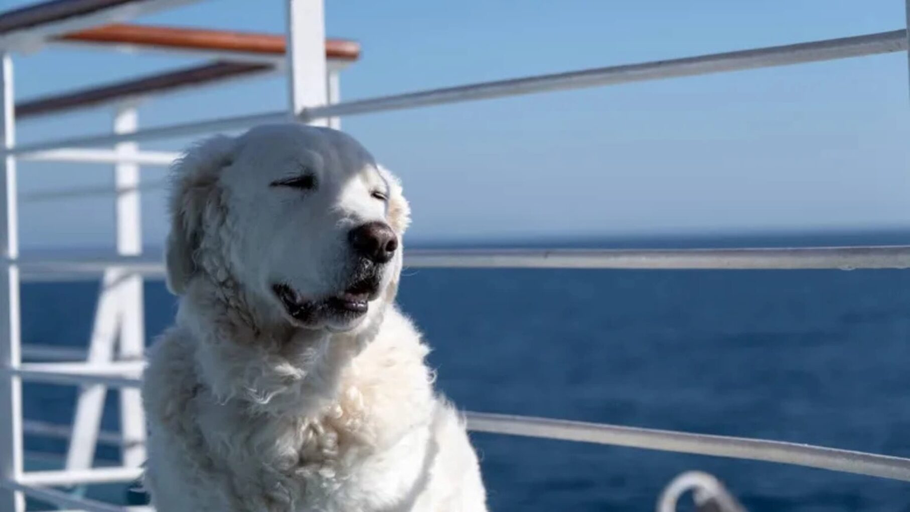 Margaritaville At Sea Pitches World’s First Dog Friendly Cruise