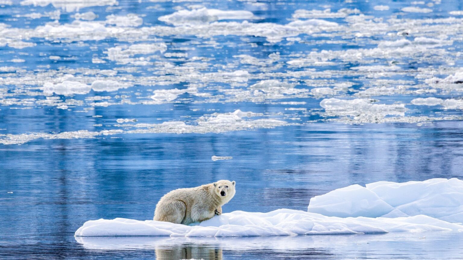 polar bear on ice