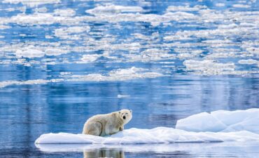 polar bear on ice