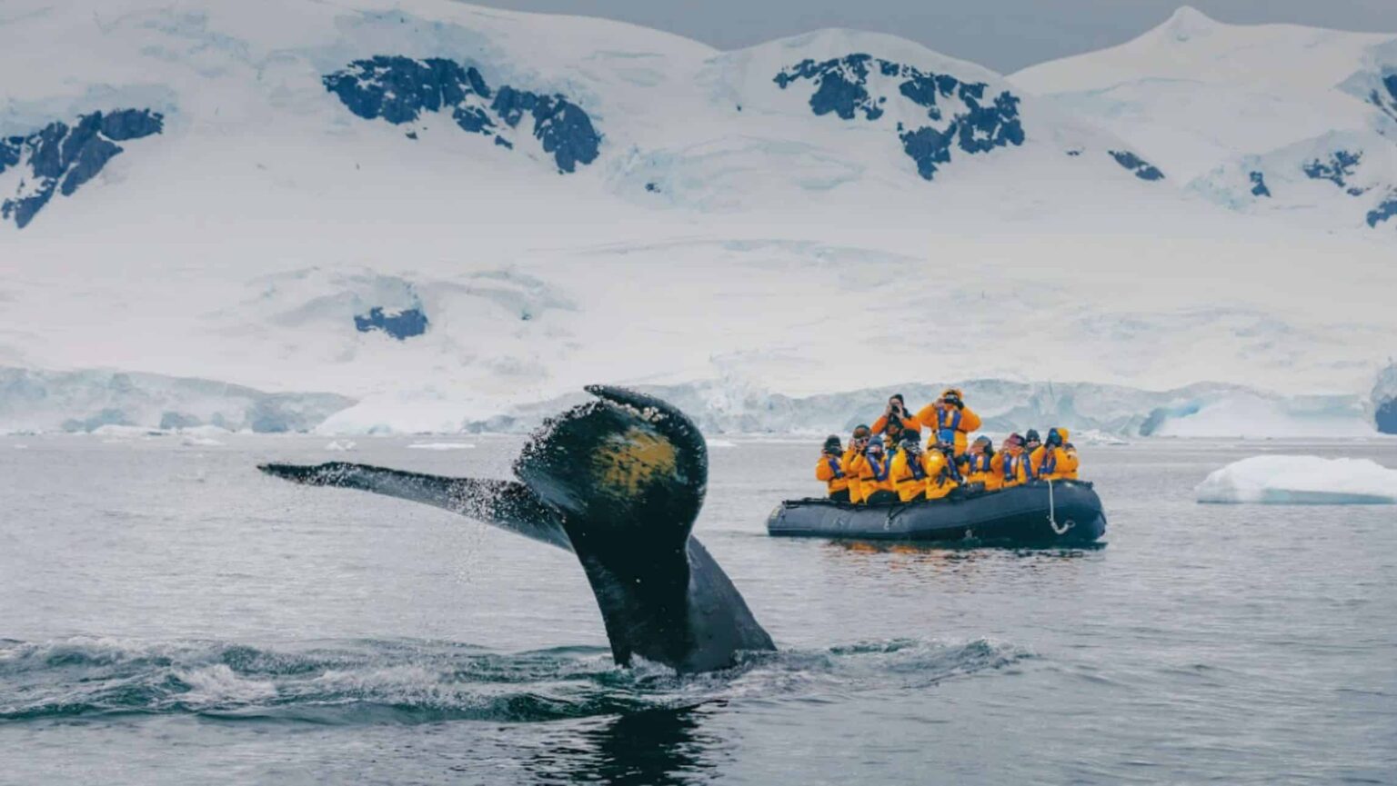 A whale breaches in front of a small raft