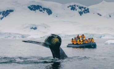 whale breaching