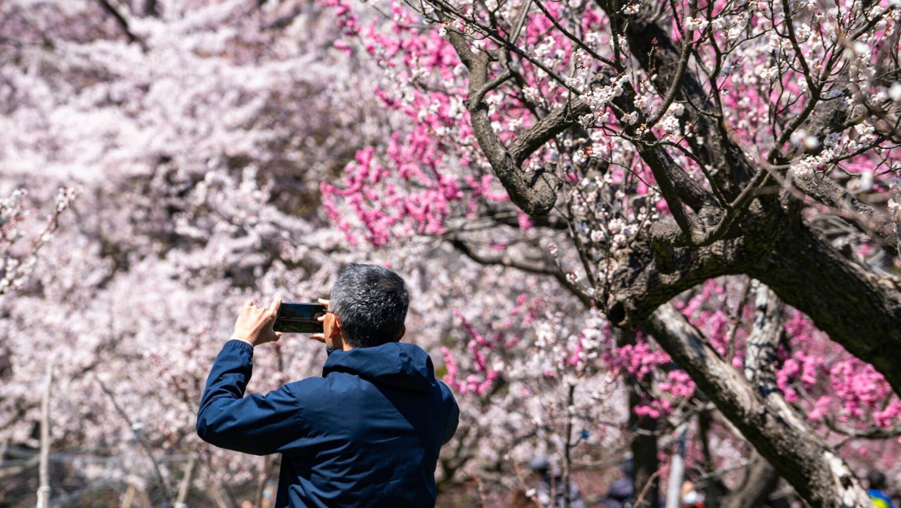  Cherry blossom season in Japan