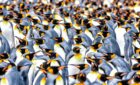 colony of penguins