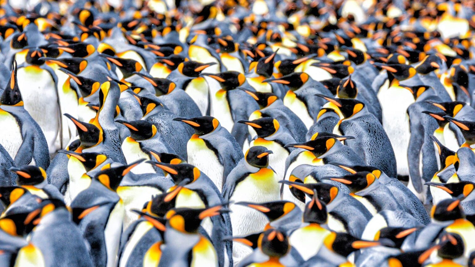 colony of penguins