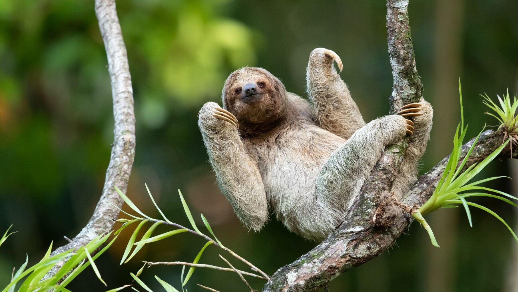 A sloth hanging from the tree on the Amazon